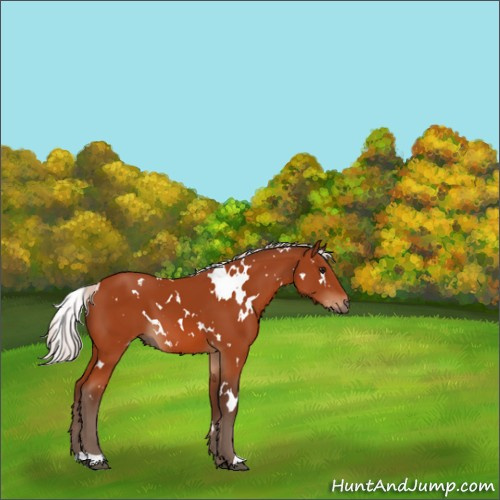 Horse Color:White Spotted Silver Bay 