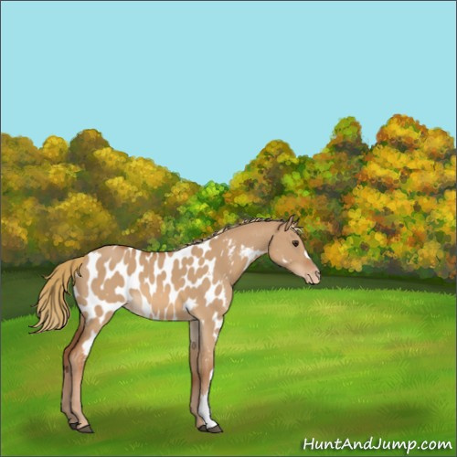 Horse Color:Red Dun Appaloosa 