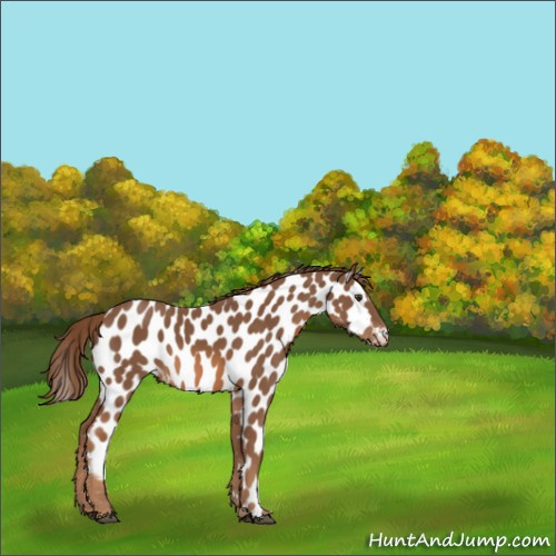 Horse Color:Chestnut Appaloosa 
