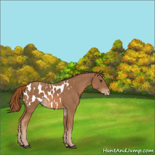 Horse Color:Chestnut Appaloosa