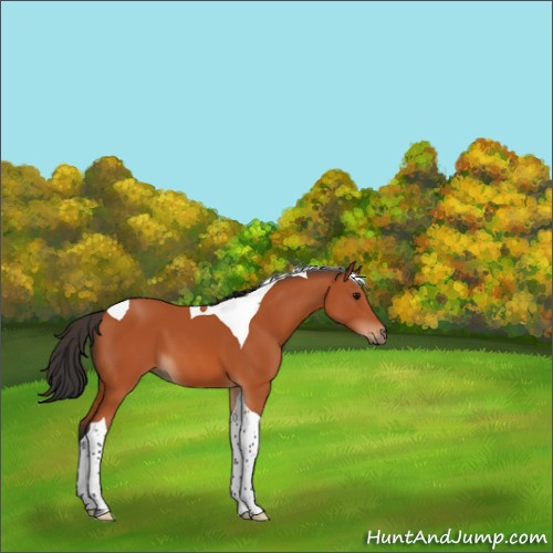 Horse Color:Bay Tobiano