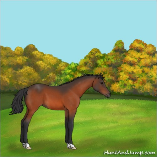 Horse Color:Bay 