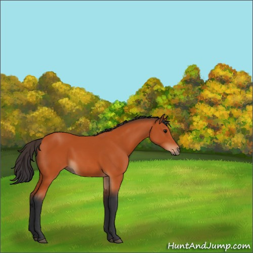 Horse Color:Bay Rabicano 