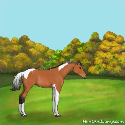 Horse Color:Bay Tobiano Rabicano 