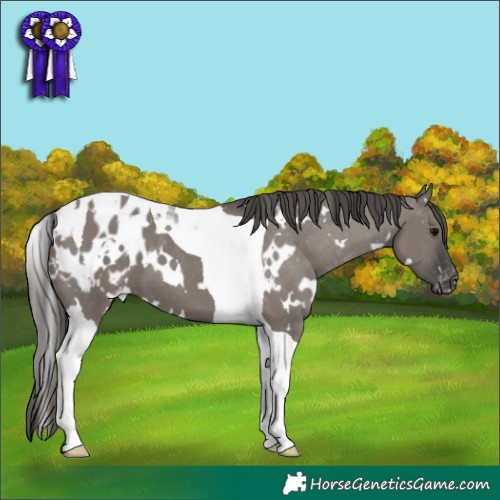 Horse Color:White Spotted Grullo Tobiano Appaloosa 