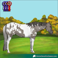 Horse Color:White Spotted Grullo Tobiano Appaloosa 