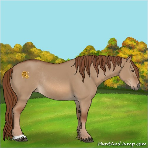 Horse Color:Red Dun Rabicano 