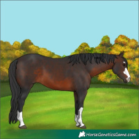 Horse Color:Brown 