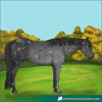Horse Color:Black 