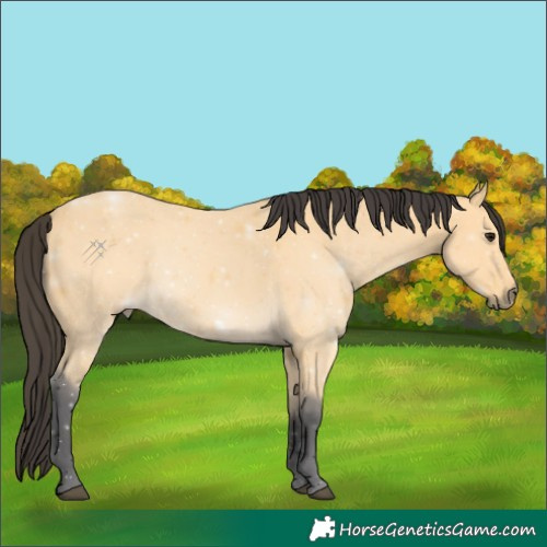 Horse Color:Buckskin