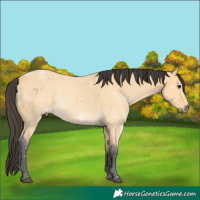 Horse Color:Buckskin 