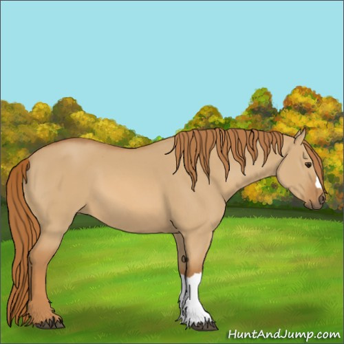 Horse Color:Red Dun 