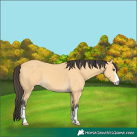 Horse Color:Buckskin 