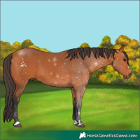 Horse Color:Bay 