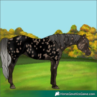 Horse Color:Void White Spotted Silver Grullo Near Leopard Rabicano 