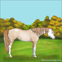 Horse Color:Gold Champagne Pearl Rabicano  and Gold Champagne Pearl Splash Rabicano 