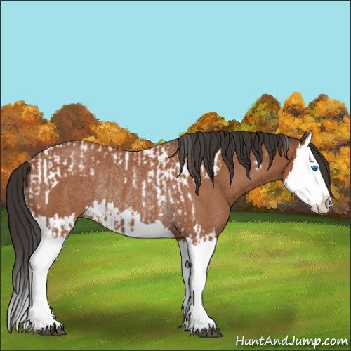 Horse Color:Bay Splash Tobiano  and Bay Roan Splash Rabicano 