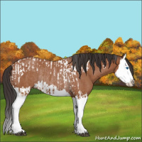 Horse Color:Bay Splash Tobiano  and Bay Roan Splash Rabicano 
