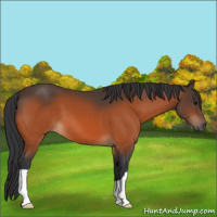Horse Color:Bay 