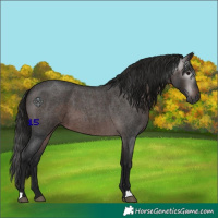 Horse Color:Gray Bay Roan 