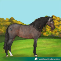 Horse Color:Gray Liver Red Roan Rabicano 