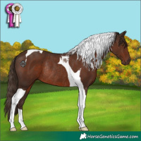 Horse Color:Liver Chestnut Tobiano Rabicano