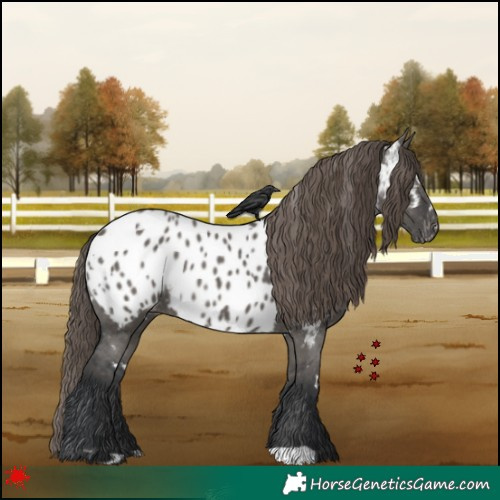 Horse Color:White Spotted Grullo Blanket