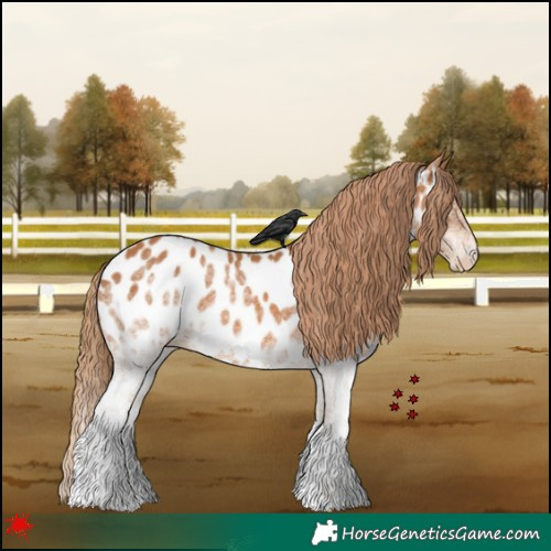 Horse Color:White Spotted Chestnut Near Leopard 