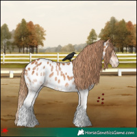 Horse Color:White Spotted Chestnut Near Leopard 