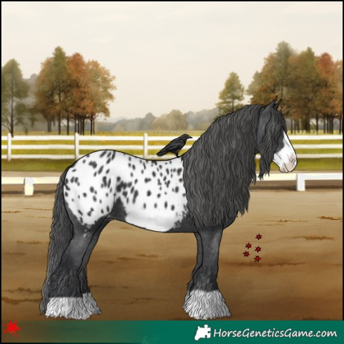 Horse Color:Black Frame Blanket