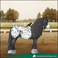 Horse Color:Black Frame Appaloosa 