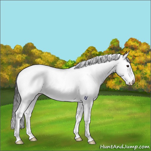 Horse Color:Bay Roan Splash Appaloosa Rabicano 