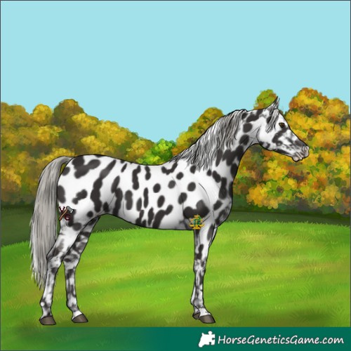 Horse Color:Liver Chestnut Mushroom Appaloosa 