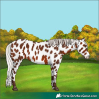 Horse Color:White Spotted Silver Brown Near Leopard Rabicano 