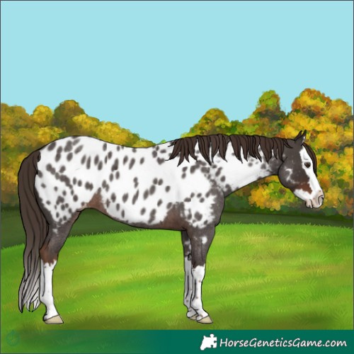 Horse Color:Liver Red Roan Splash Near Leopard 