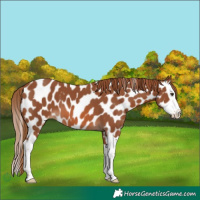 Horse Color:Chestnut Splash Near Leopard 