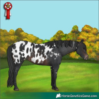 Horse Color:White Spotted Brown Appaloosa 