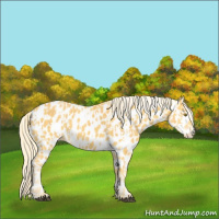 Horse Color:Palomino Leopard  and Palomino Leopard 