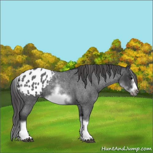 Horse Color:White Spotted Blue Roan Splash Frame Appaloosa 