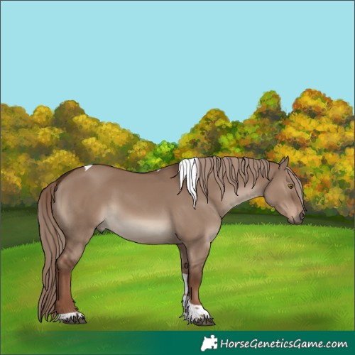 Horse Color:Liver Red Dun Tobiano 