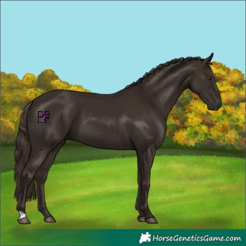 Horse Color:Liver Chestnut 