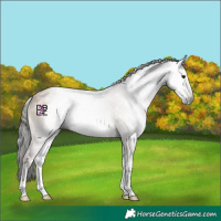 Horse Color:Gray White Spotted Classic Champagne Onyx