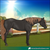 Horse Color:Liver Chestnut 