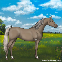 Horse Color:Silver Grullo 