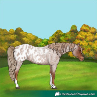 Horse Color:Red Roan Tobiano Appaloosa 