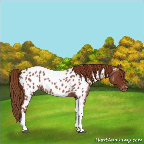 Horse Color:Red Roan Tobiano Appaloosa 