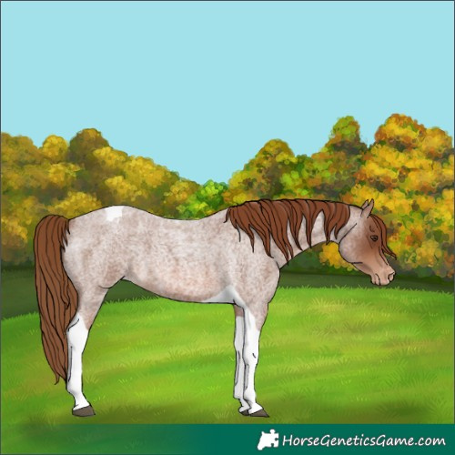 Horse Color:Red Roan Tobiano Varnish