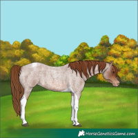 Horse Color:Red Roan Tobiano Appaloosa 