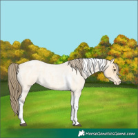 Horse Color:Buckskin Roan Tobiano Appaloosa