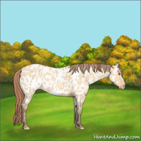 Horse Color:Amber Champagne Dun Appaloosa 